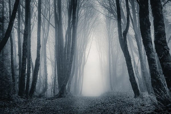 Light Through The Misty Trees II