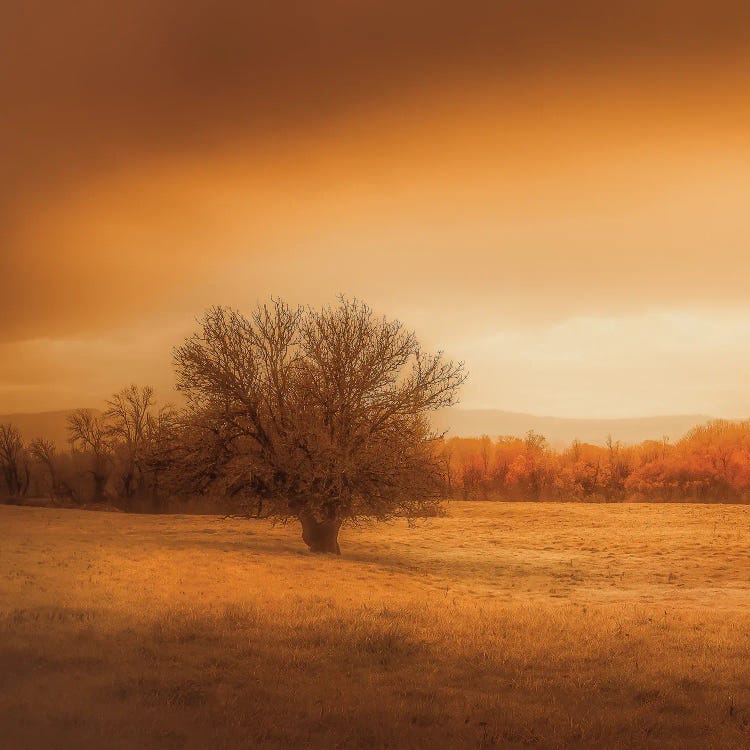 Lone Tree In The Field