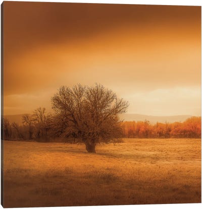 Lone Tree In The Field Canvas Art Print - Don Schwartz