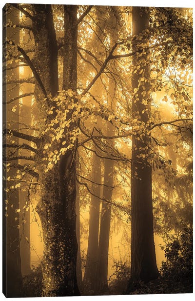 On A Foggy Autumn Morning Canvas Art Print - Don Schwartz