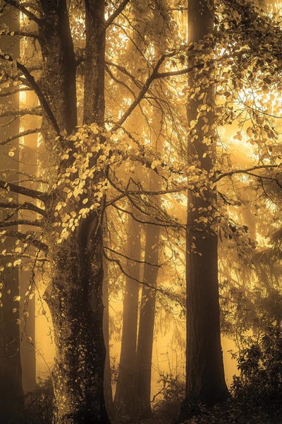 On A Foggy Autumn Morning