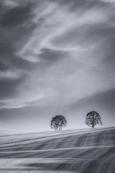 Two Trees On A Hillside