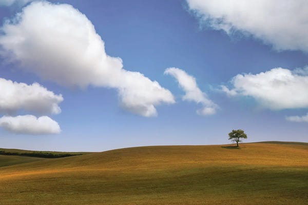 Hillsides: One Tree I by Don Schwartz