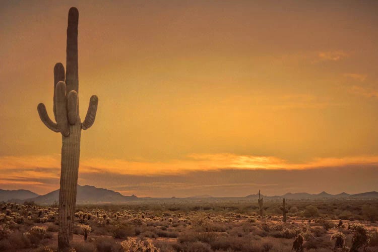 Cactus Sunrise