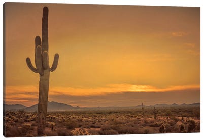 Cactus Sunrise Canvas Art Print - Sunset Shades
