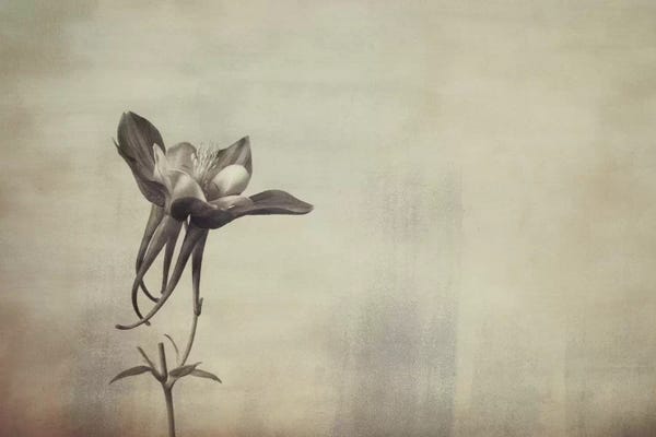 Sepia Photography: Columbine by Don Schwartz