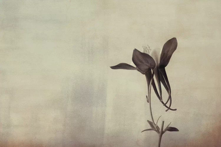 Columbine Simplicity by Don Schwartz wall art