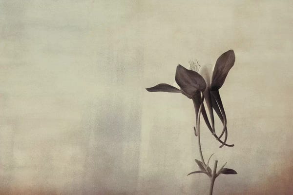 Sepia Photography: Columbine Simplicity by Don Schwartz