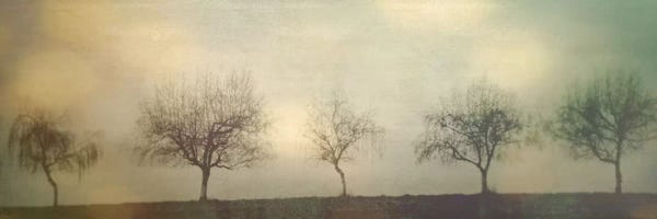 Mist & Fog: Five Trees On A Hill by Don Schwartz