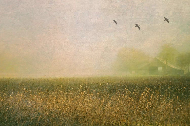 Foggy Barn Among Sunflowers