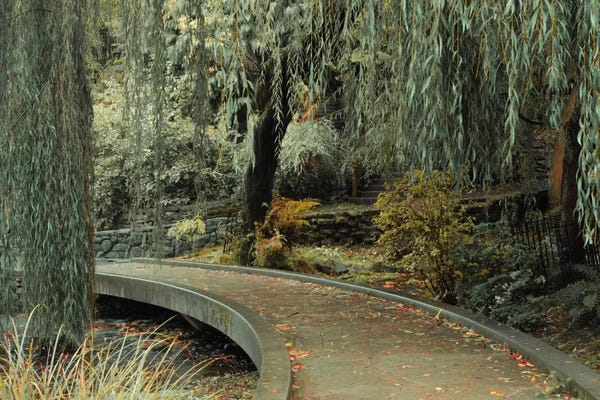 Willow Trees: Garden Path by Don Schwartz