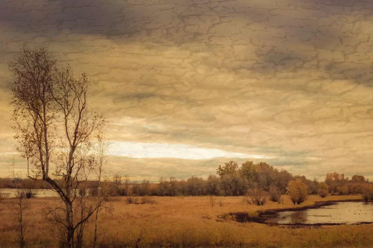 Geese On A Pond