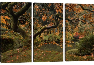 Golden Fall At The Garden Canvas Art Print - Maple Tree Art