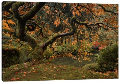 Golden Fall At The Garden Canvas Art Print - Japanese Maple Tree Art