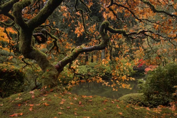 Japanese Maple Trees: Golden Fall At The Garden by Don Schwartz