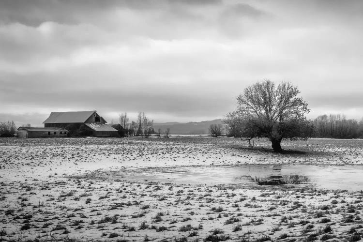 In The Snowy Pasture by Don Schwartz wall art