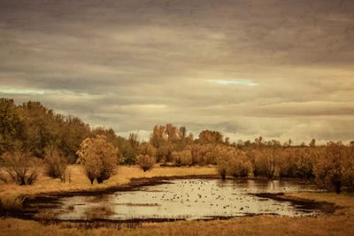 Late Autumn Pond by Don Schwartz canvas print
