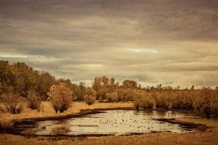 Late Autumn Pond