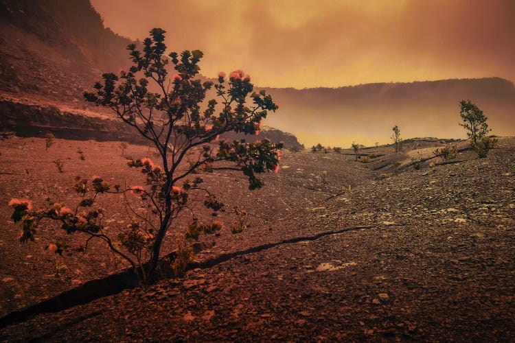 Lava Tree by Don Schwartz wall art