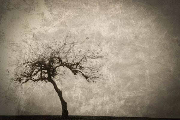 Sepia Photography: Alone In Winter by Don Schwartz