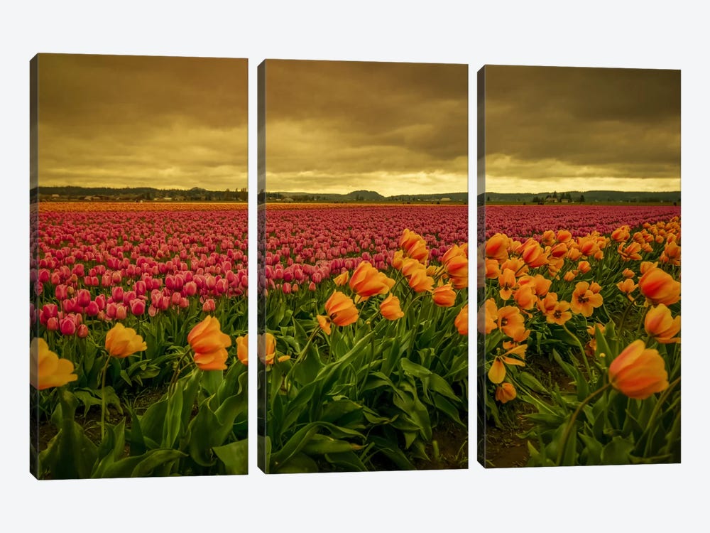 Leaning Tulips I by Don Schwartz 3-piece Canvas Art