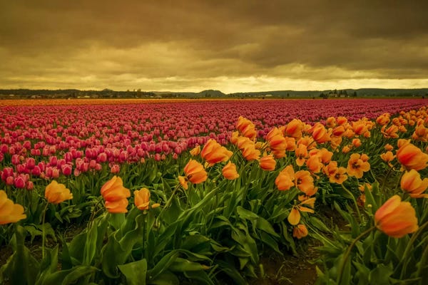 Tulips: Leaning Tulips I by Don Schwartz