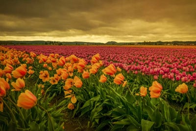 Leaning Tulips II by Don Schwartz multi panel art