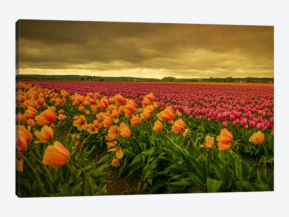 Leaning Tulips II by Don Schwartz 1-piece Canvas Print