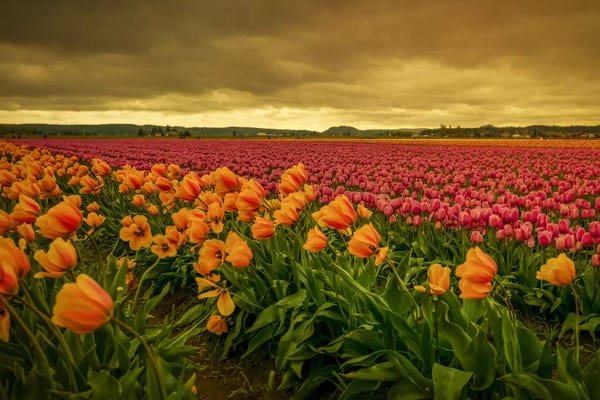 Leaning Tulips II