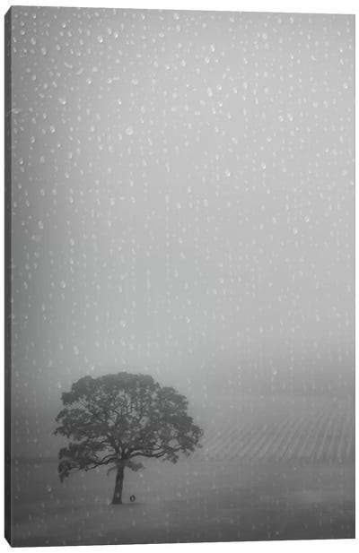 Lone Oak In The Rain Canvas Art Print - Oak Tree Art