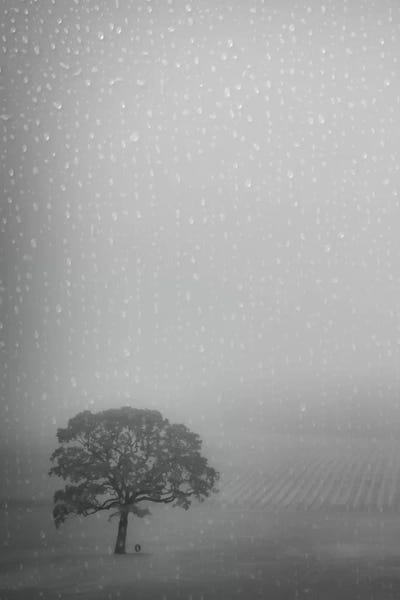 Oak Trees: Lone Oak In The Rain by Don Schwartz