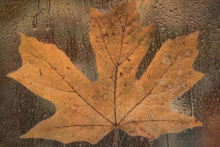 Maple Leaf In The Rain