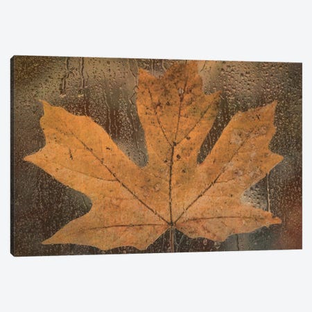 Maple Leaf In The Rain Canvas Print #DSC54} by Don Schwartz Art Print