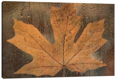 Maple Leaf In The Rain Canvas Art Print