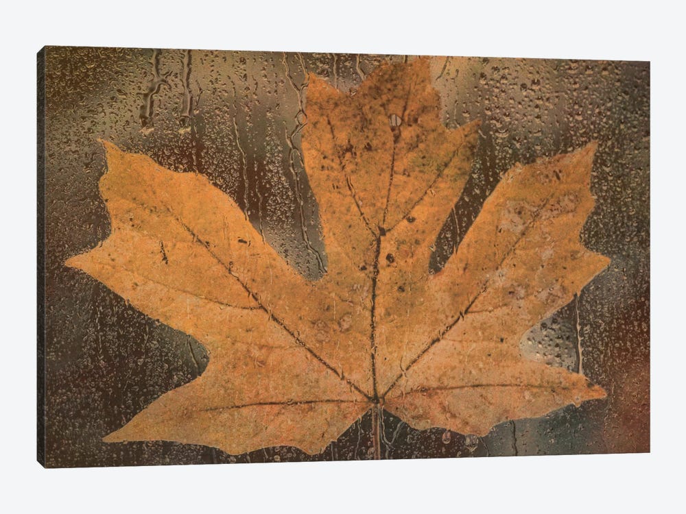 Maple Leaf In The Rain by Don Schwartz 1-piece Canvas Art
