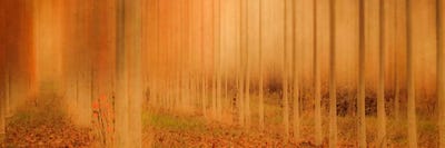 Misty Enchantment I by Don Schwartz canvas print