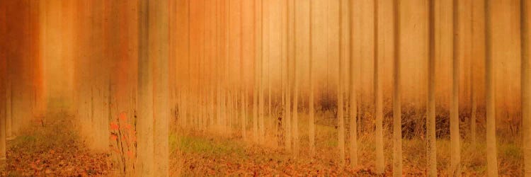 Misty Enchantment I