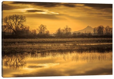 Morning Unfolds Canvas Art Print - Marsh & Swamp Art