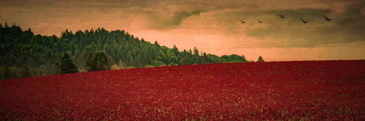 Over The Clover