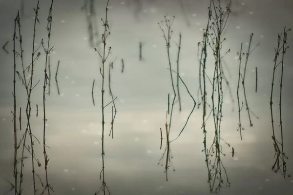 Reeds