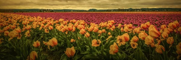 Tulips: Spring Field by Don Schwartz