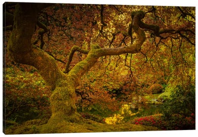 Spring Maple Canvas Art Print - Japanese Maple Trees