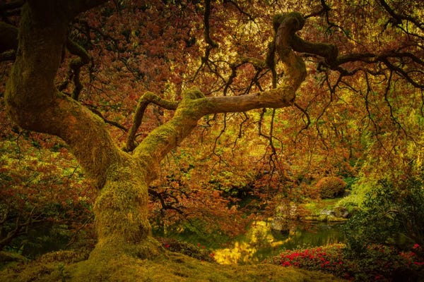 Tree Close-Ups: Spring Maple by Don Schwartz