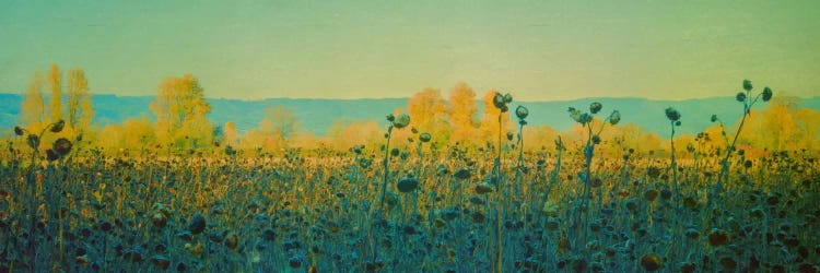 Sunflowers In Autumn