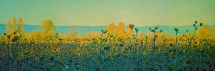 Sunflowers In Autumn by Don Schwartz wall art