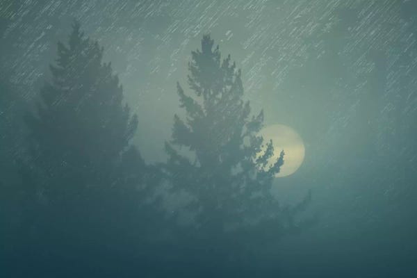 Evergreen Trees: Sunrise In The Fog by Don Schwartz