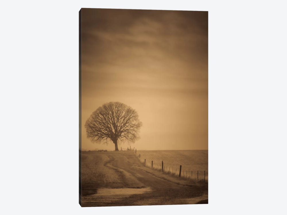 The Tree At The End Of The Path by Don Schwartz 1-piece Canvas Wall Art