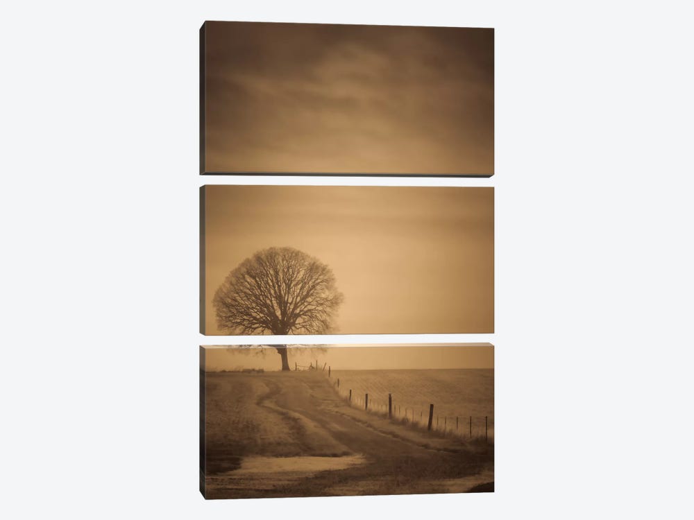 The Tree At The End Of The Path by Don Schwartz 3-piece Canvas Wall Art