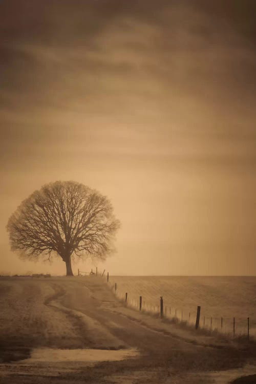 The Tree At The End Of The Path by Don Schwartz wall art