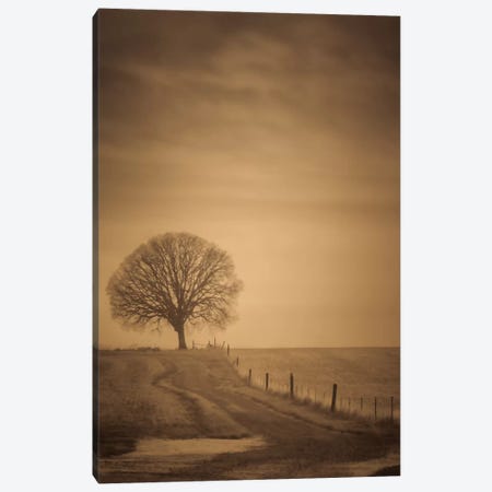 The Tree At The End Of The Path Canvas Print #DSC92} by Don Schwartz Canvas Artwork